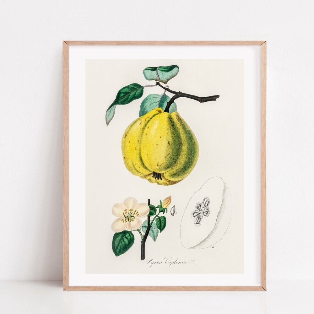 Vintage Medical Botany Plants Art Print